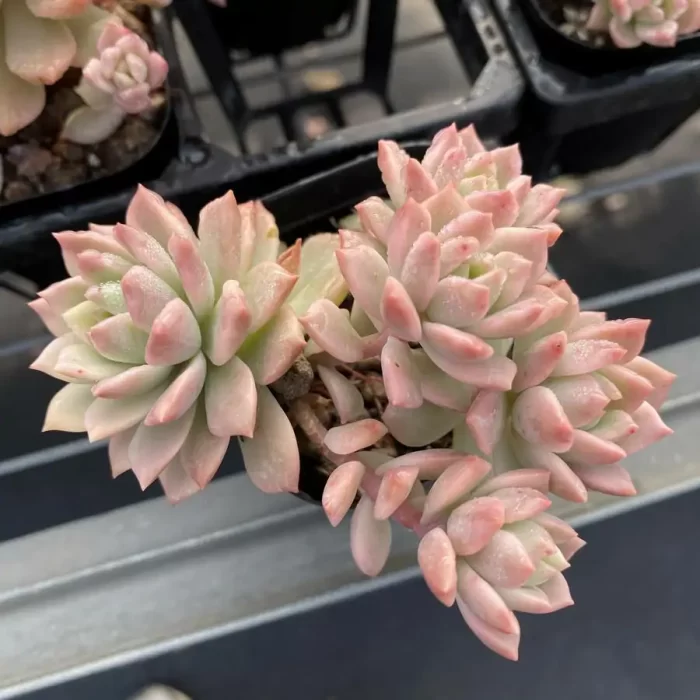 e201-41.webp Echeveria Green Emerald Variegated Clustering - Image 1