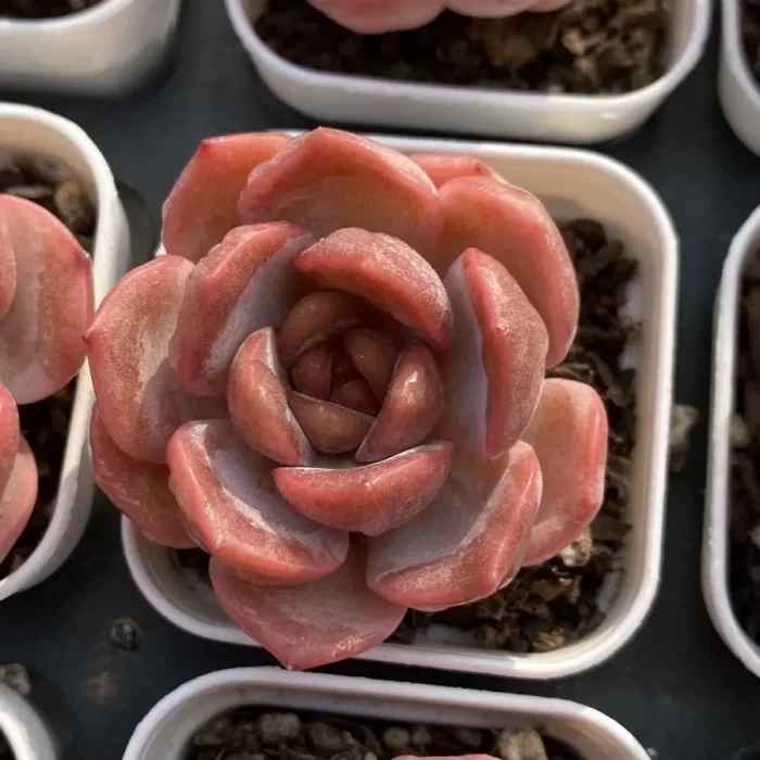 e201-42.webp Echeveria Lychee Powder - Image 1