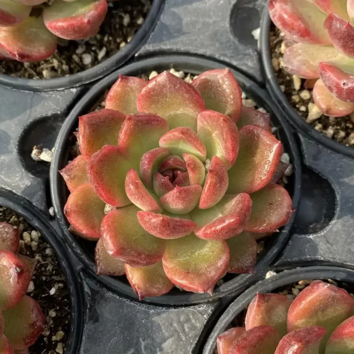 e201-43.webp Echeveria ZiWei - Image 1