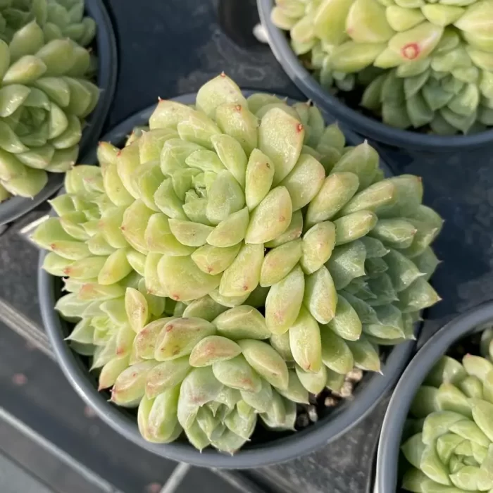 e201-44.webp Echeveria Green Emerald Clustering - Image 1