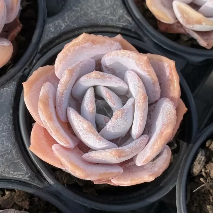 e201-46.webp Echeveria Jiujiu Yu - Image 1
