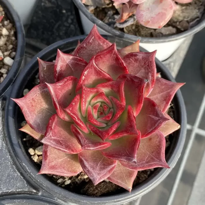 e201-47.webp Echeveria Summer Beauty - Image 1