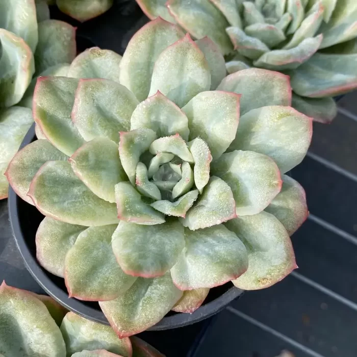 e201-49.webp Echeveria Angel Rose - Image 1