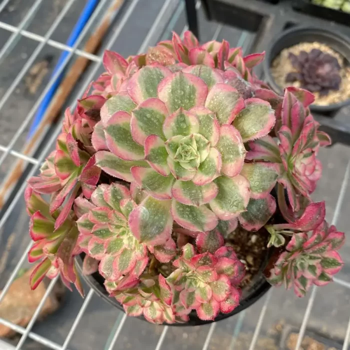 e201-5.webp Aeonium Garnet White Variegated Clustering - Image 1