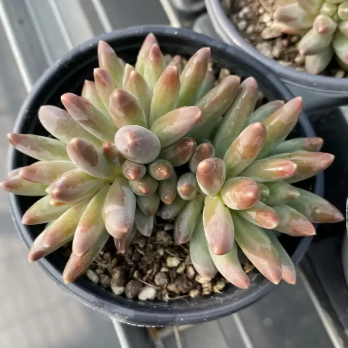 e201-51.webp Pachyphytum Green Velvet Beauty 3-4 Heads - Image 1