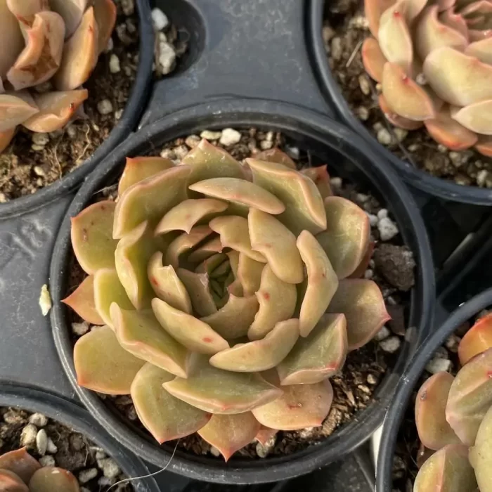 e201-53.webp Echeveria Kiss - Image 1