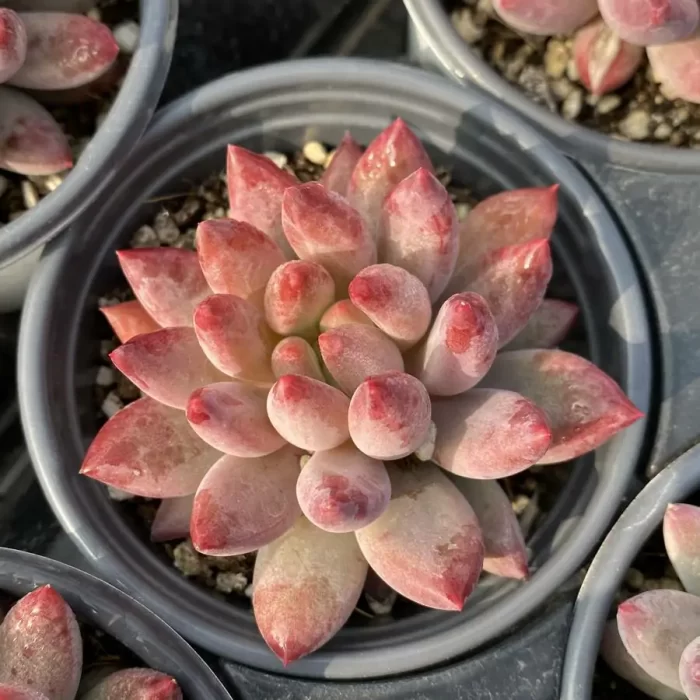 Pachyphytum Ponyo - Image 1