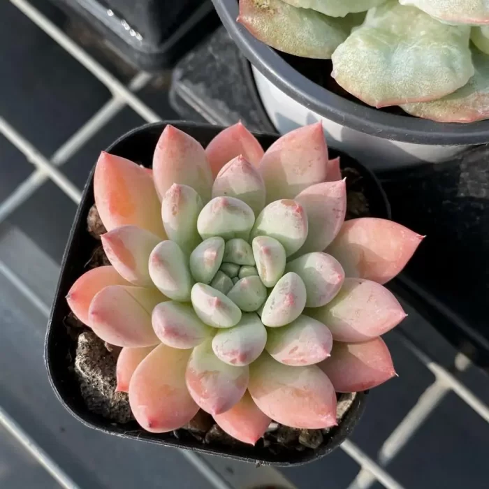 e201-55.webp Echeveria Gothic - Image 1