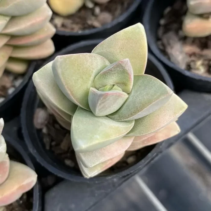 Crassula Moonglow Variegated - Image 1