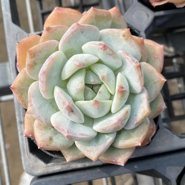 e201-60.webp Echeveria Branka - Image 1