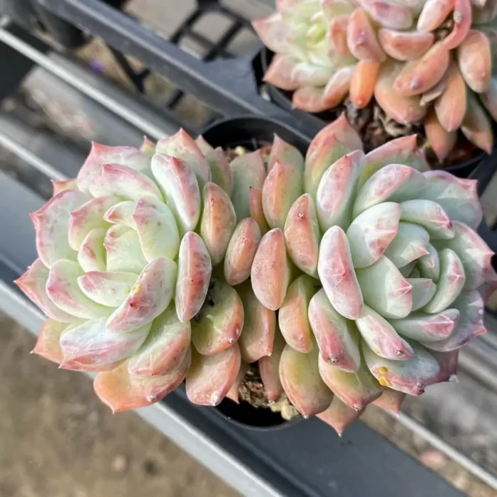 e201-61.webp Echeveria Branka Double Head - Image 1