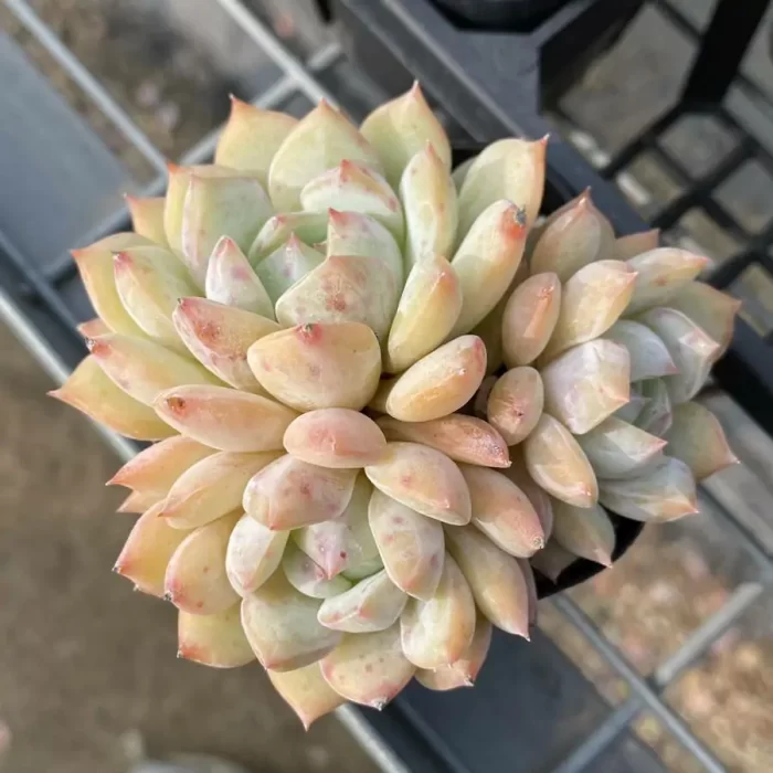 e201-62.webp Echeveria Branka Clustering - Image 1