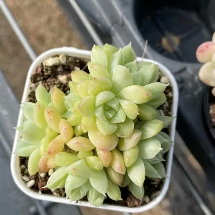 e201-65.webp Echeveria Green Jade Clustering - Image 1