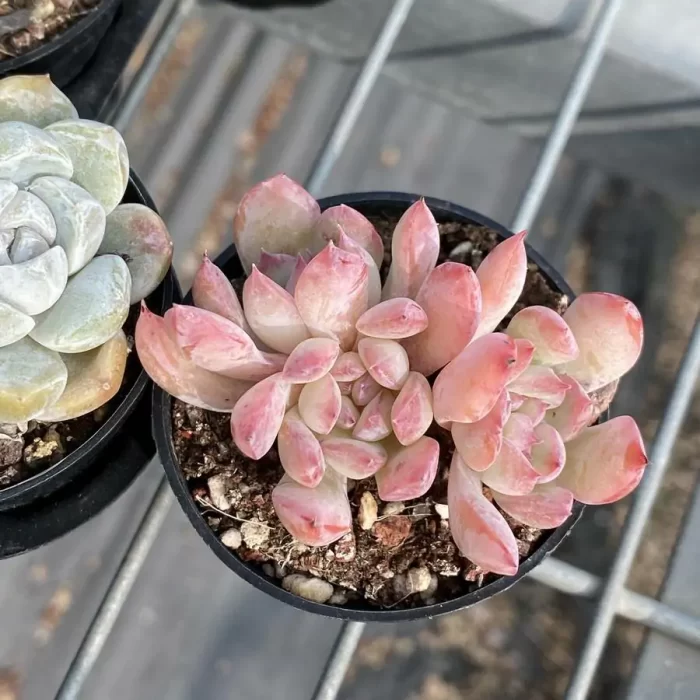 e201-66.webp Echeveria Love Affair Clustering - Image 1