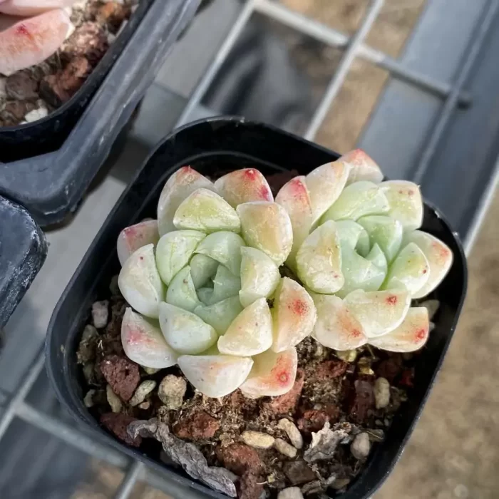 e201-67.webp Echeveria Rose Moon Double Heads - Image 1