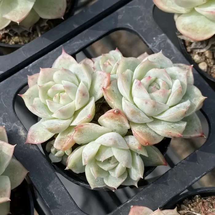 e201-69.webp Echeveria Da Qiao Clustering - Image 1