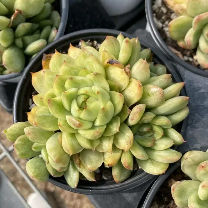 e201-70.webp Echeveria Angel Ice Varigated Clustering - Image 1