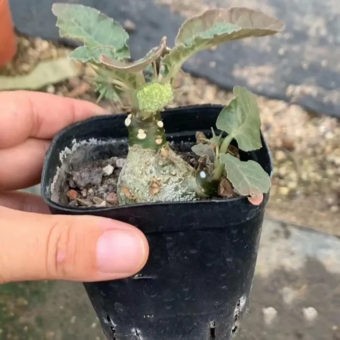 Dorstenia Foetida - Image 1