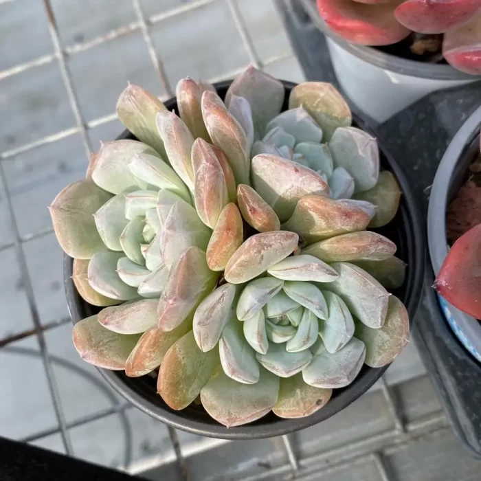 e201-71.webp Echeveria Molten crystal Clustering - Image 1