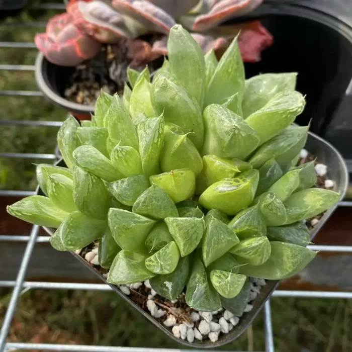 e201-75.webp Haworthia Sansenjyu(obtusa x comagnifica) - Image 1