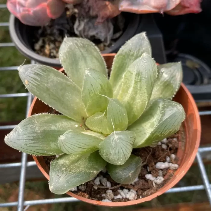 e201-76.webp Haworthia Sansenjyu(obtusa x comagnifica) Clustering - Image 1