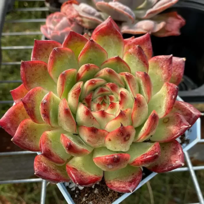 e201-77.webp Echeveria bonfire - Image 1