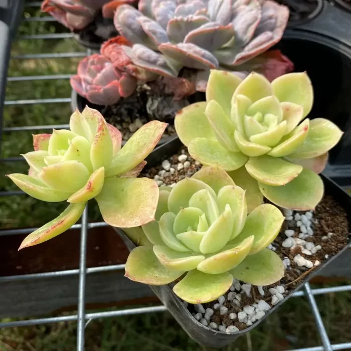 e201-79.webp Echeveria Orange Hami melon Clustering - Image 1