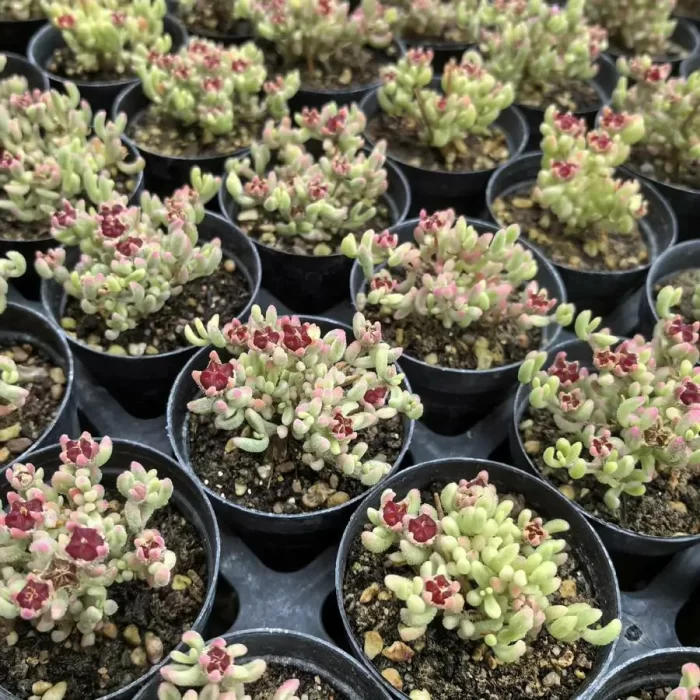 e201-8.webp Dicrocaulon Ramulosum Red Gem - Image 1