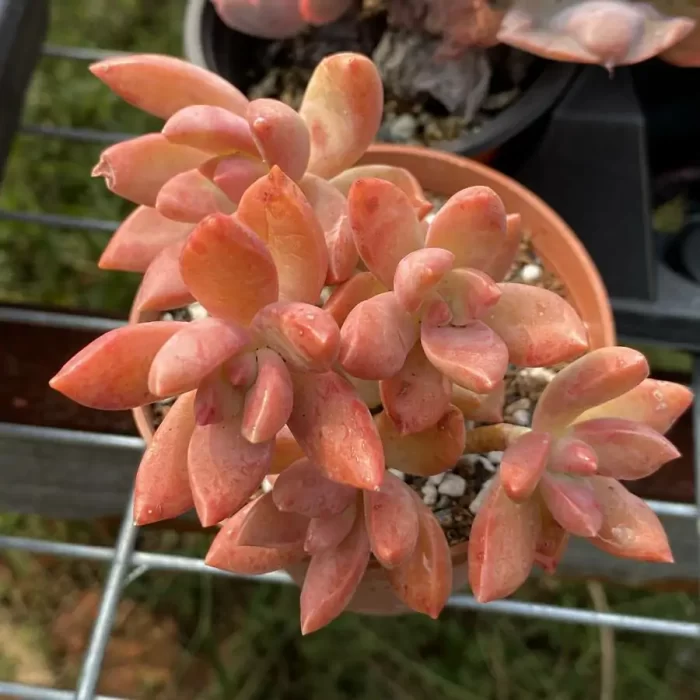 Sedum Pudding Clustering - Image 1