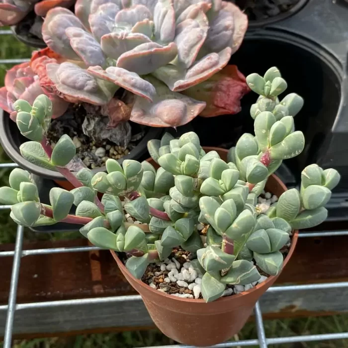 e201-81.webp Crassula Astridia velutina variegated Clustering - Image 1