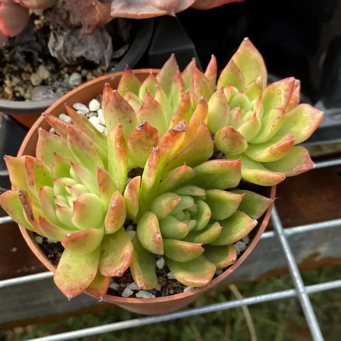 e201-83.webp Agavoides var. prolifera E.Walther Clustering - Image 1