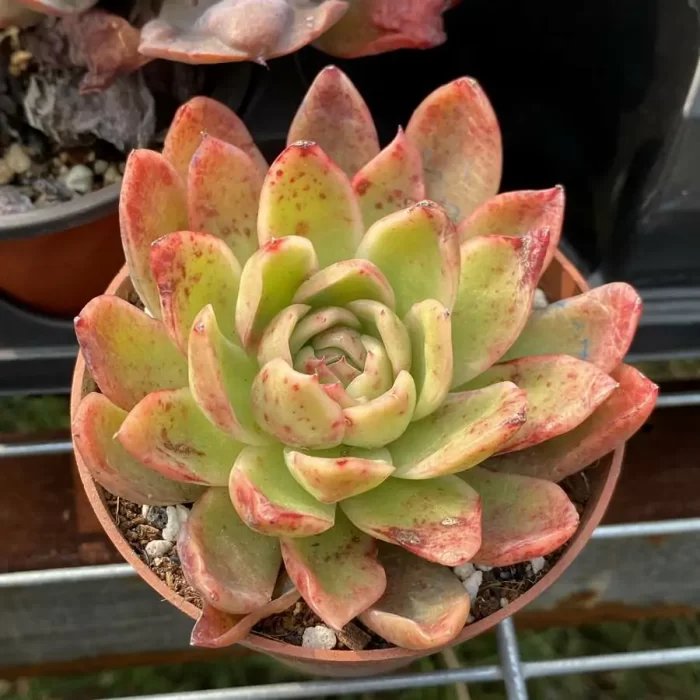 e201-84.webp Echeveria Gilva’ - Image 1