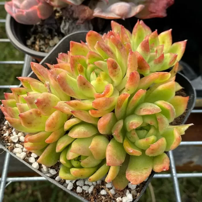 e201-85.webp Agavoides var. prolifera E.Walther Clustering - Image 1