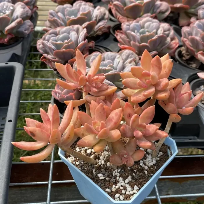 Sedum Pudding Clustering - Image 1