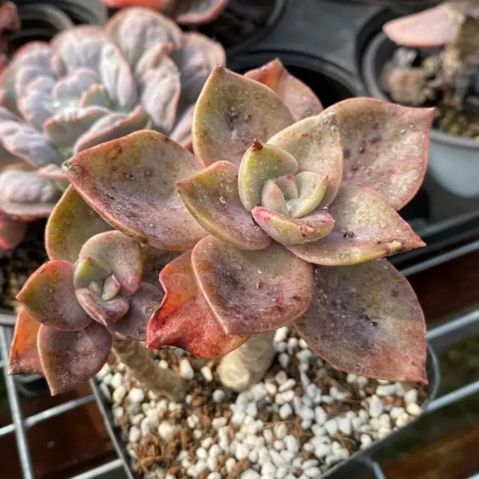 e201-87.webp Echeveria Atropurpurea (Multi Heads Old Stem) - Image 1