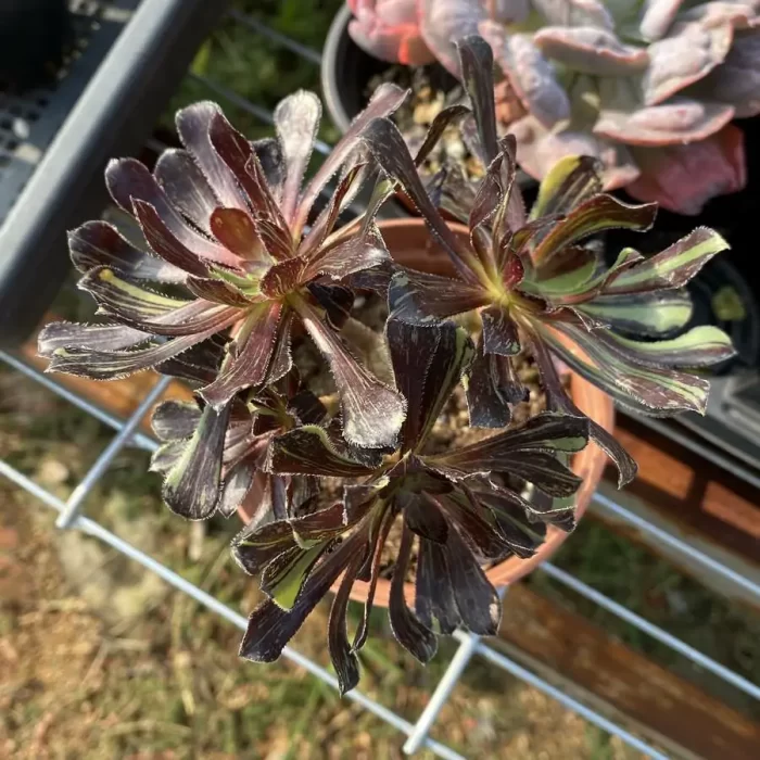 Aeonium Ink painting and painting Clustering - Image 1