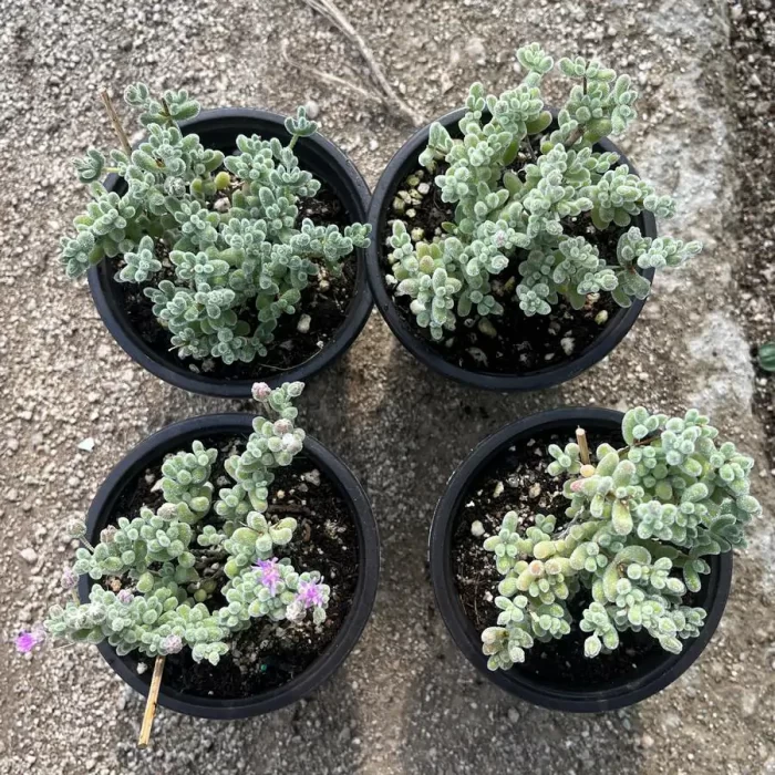 Dicrocaulon Ramulosum Ice Crystals - Image 1