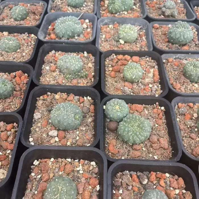 Lophophora williamsii - Image 1