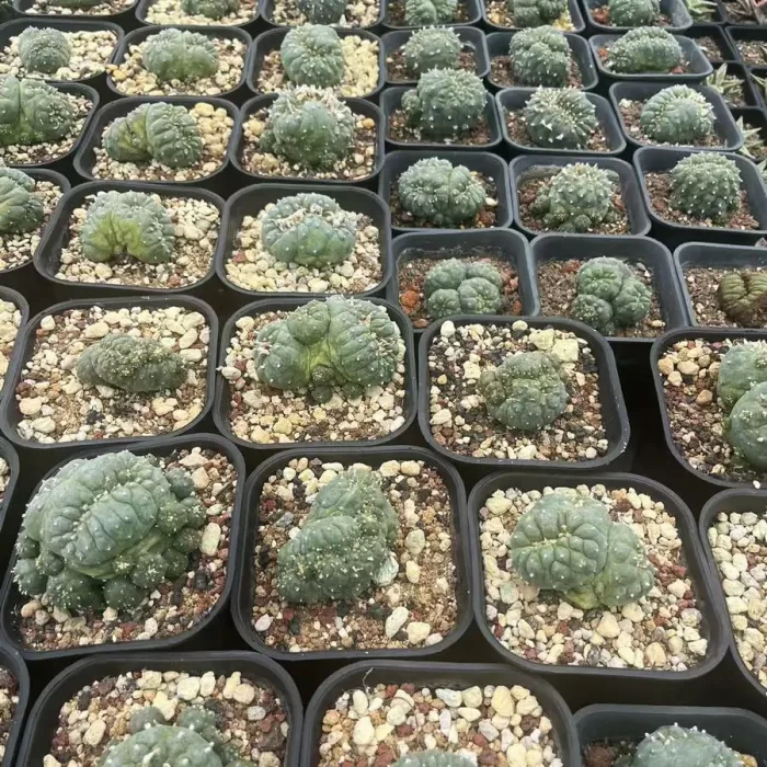 Lophophora williamsii - Image 1