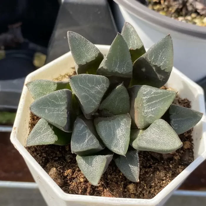 e201-93.webp ?Haworthia Bayeri - Image 1