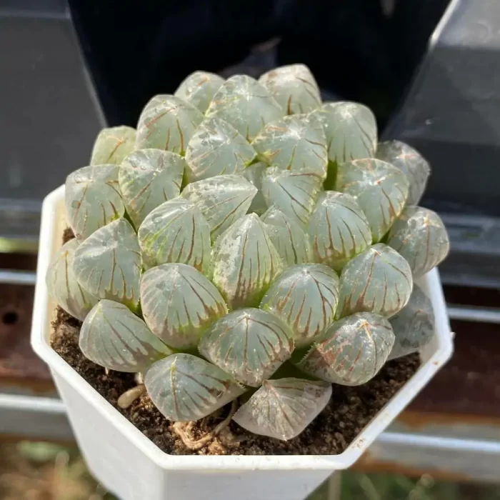 e201-94.webp Haworthia
Black skin - Image 1