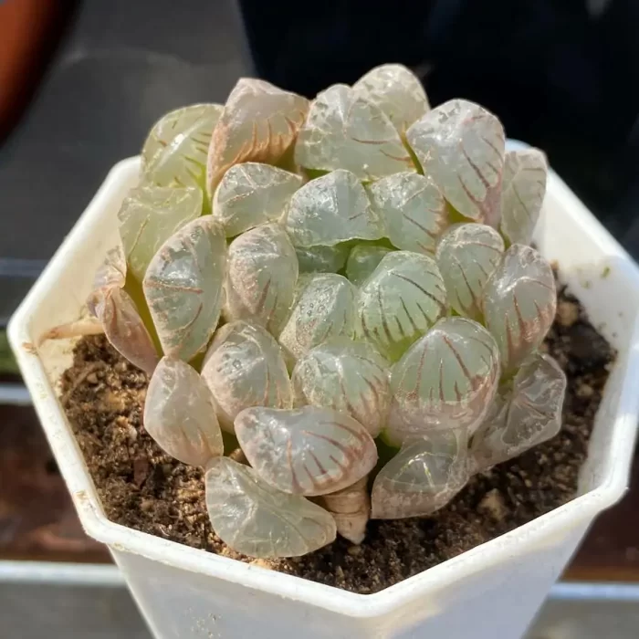 Haworthia Pink Dragon Ball - Image 1