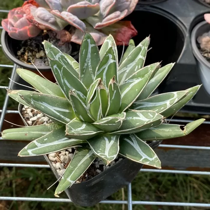 Agave victoriae-reginae T.Moore - Image 1