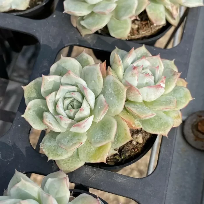 e201-99.webp Echeveria Da Qiao Double Headed - Image 1