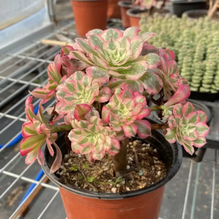 Aeonium Garnet White Variegated Clustering - Image 2