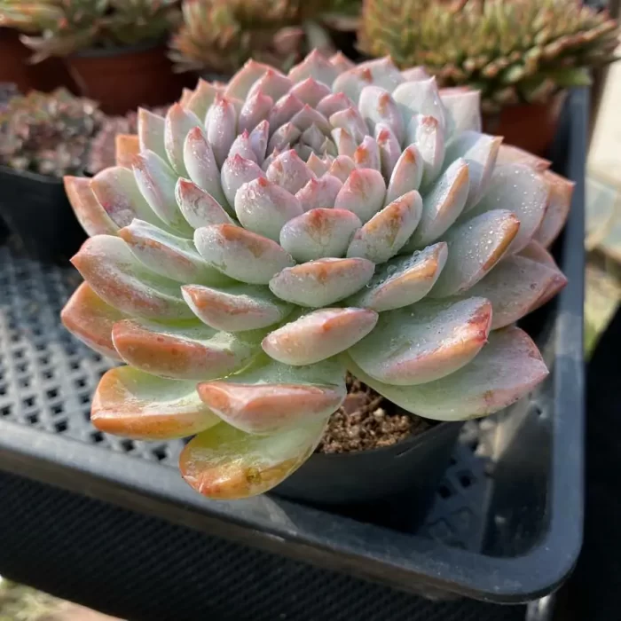 Echeveria Queen Ellie - Image 2