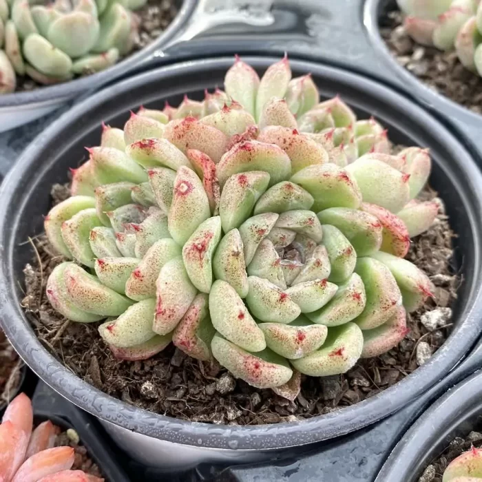 Echeveria Black Sand Beach Clustering - Image 2