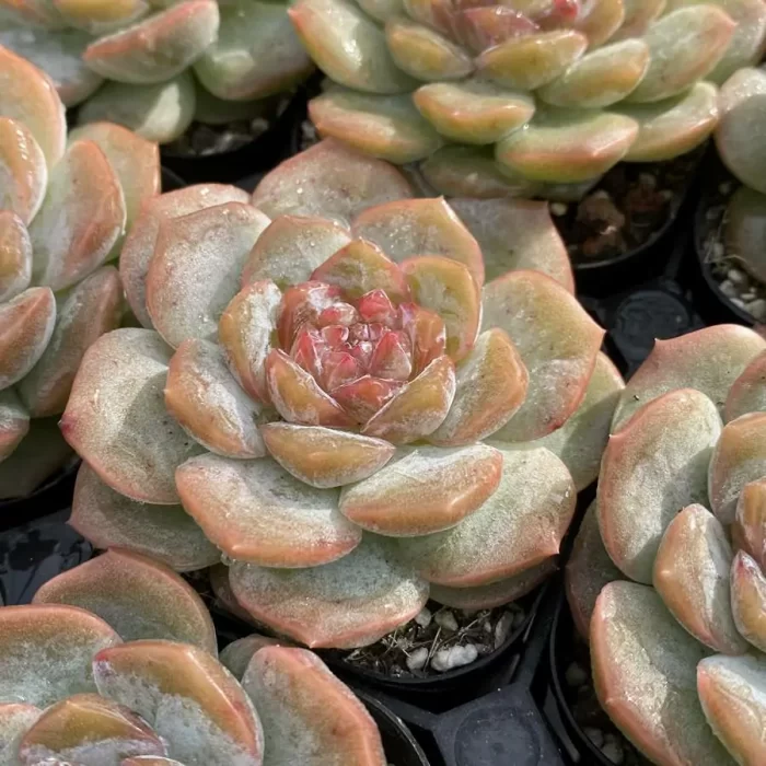 Echeveria Lychee Powder - Image 2