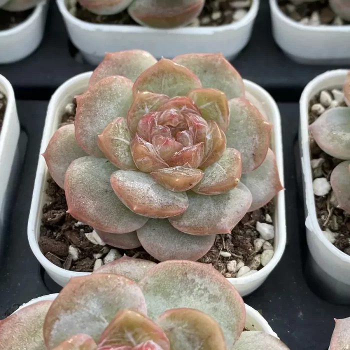Echeveria Lychee Powder - Image 2
