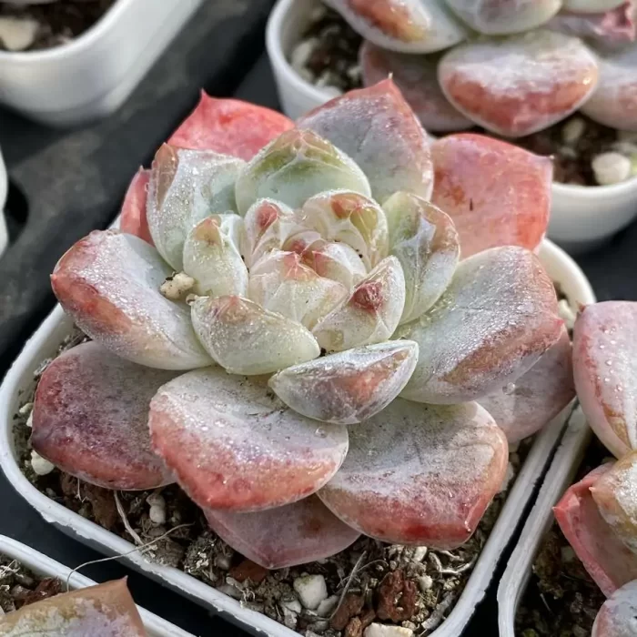 Echeveria White porcelain - Image 2